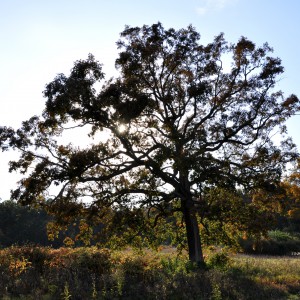 View of an old white oak tree in the fields near Hartley Wood