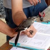 Northern-Mockingbird-being-processed---N.-Kerlin