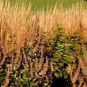Calamagrostis x acutiflora ‘Karl Foerster’ (feather reed grass) and Vitex agnus-castus ‘Shoal Creek’ (chaste-tree)