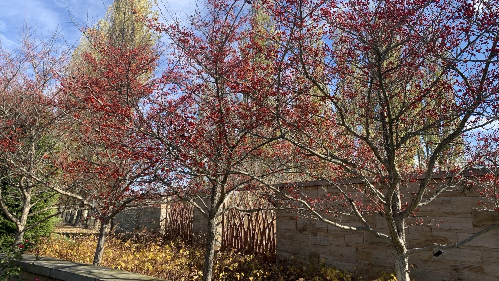 Crataegus viridis 'Winter King' Green Hawthorn