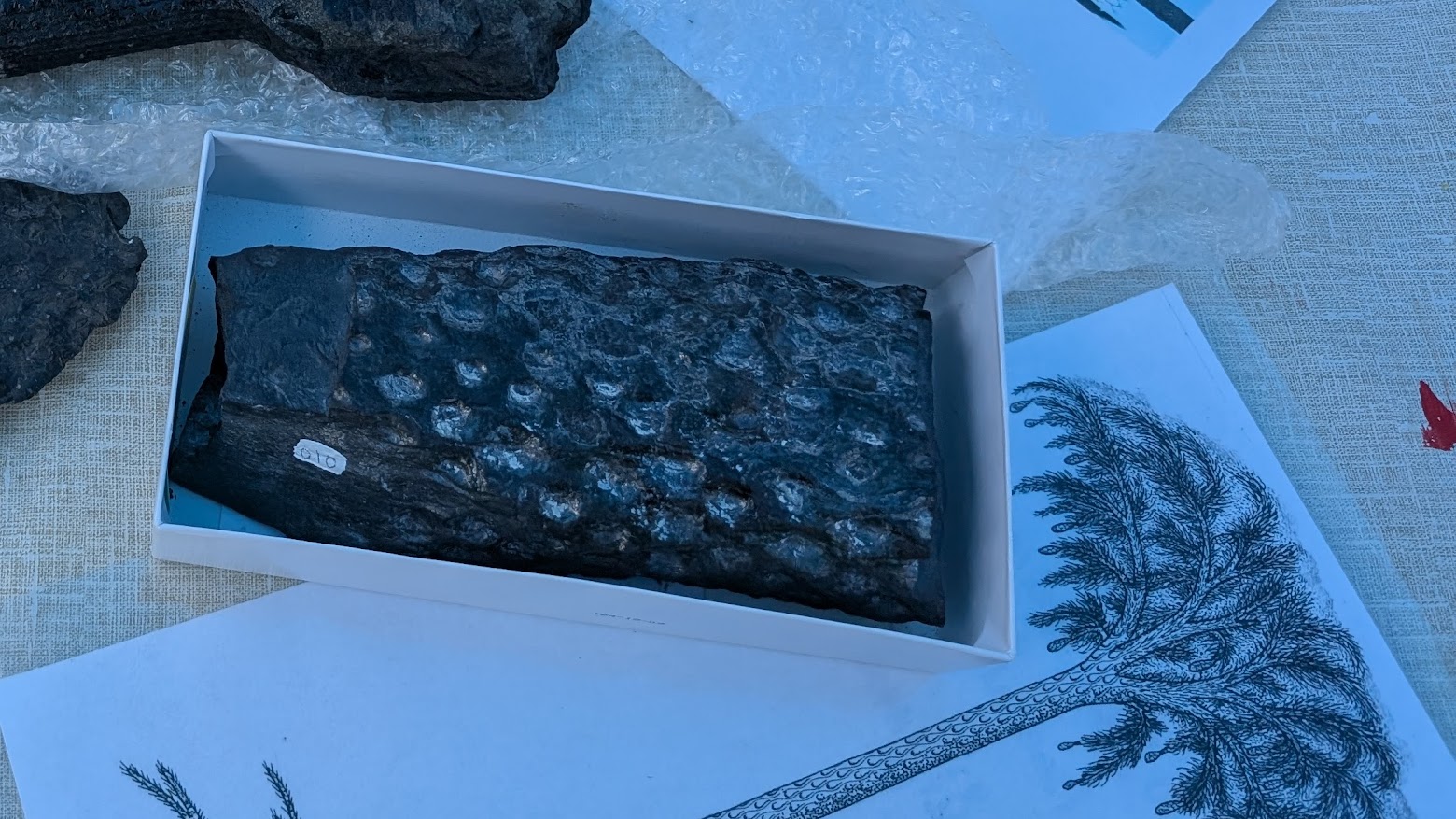 A fossil and an illustration of a prehistoric tree