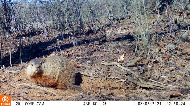 A groundhog in a woodland landscape