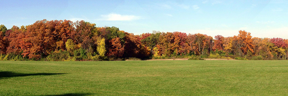 Panorama of trees changing color in autumn