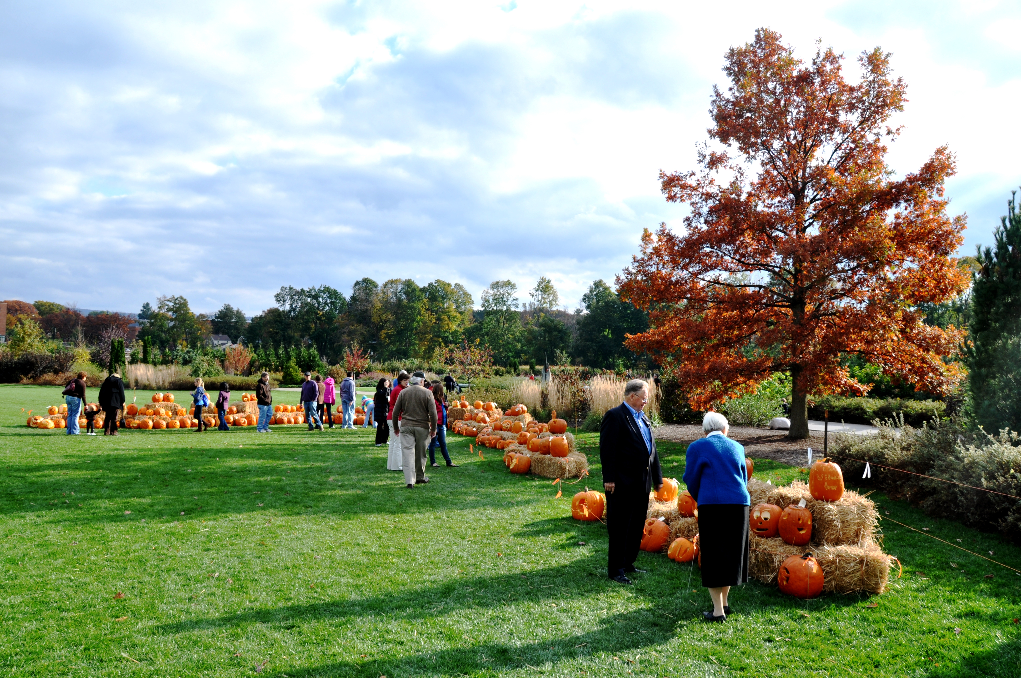 visitors look at pumpkin display in a large field