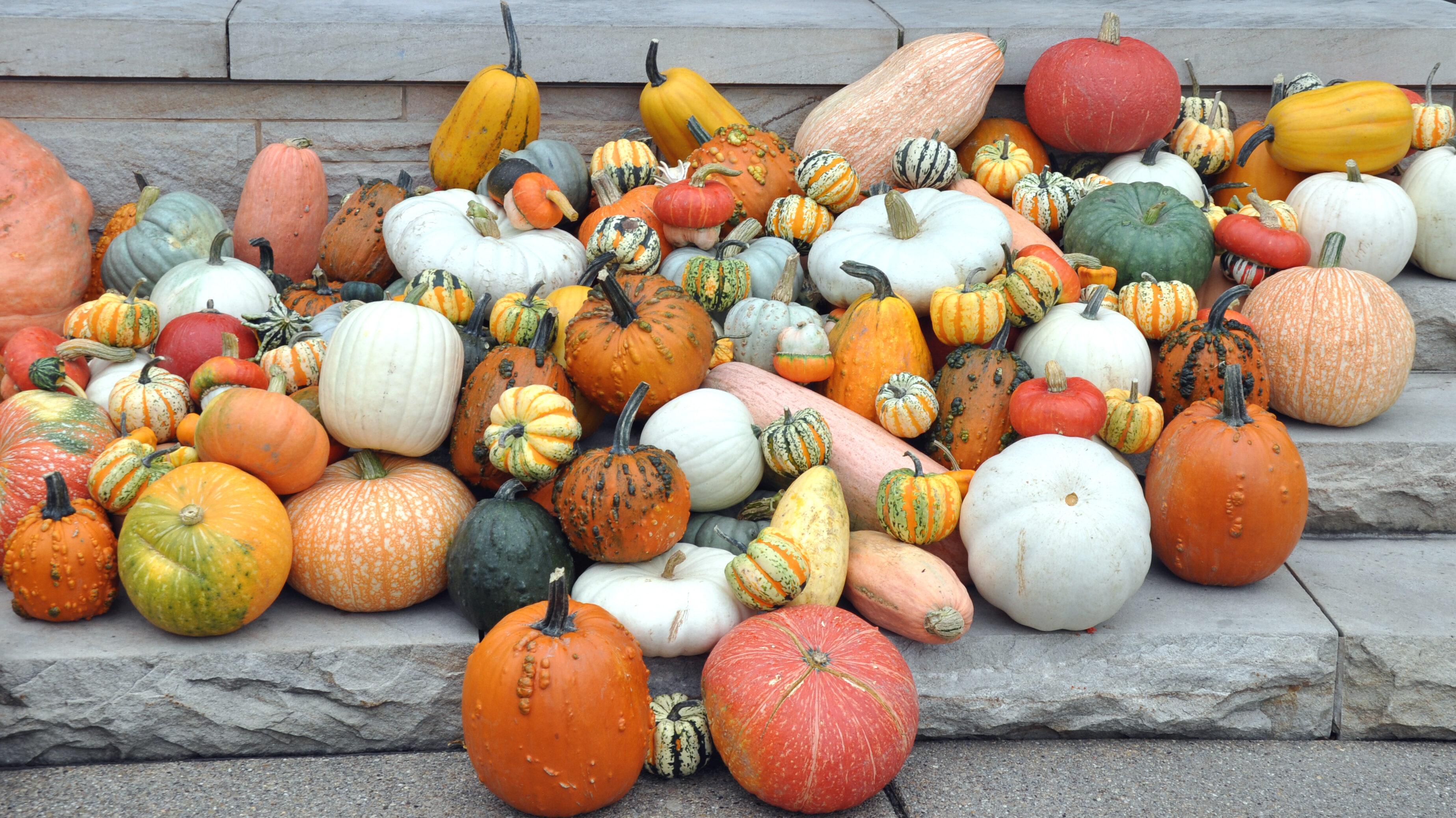 Closeup of pumpkins and gourds on Overlook Pavilion steps