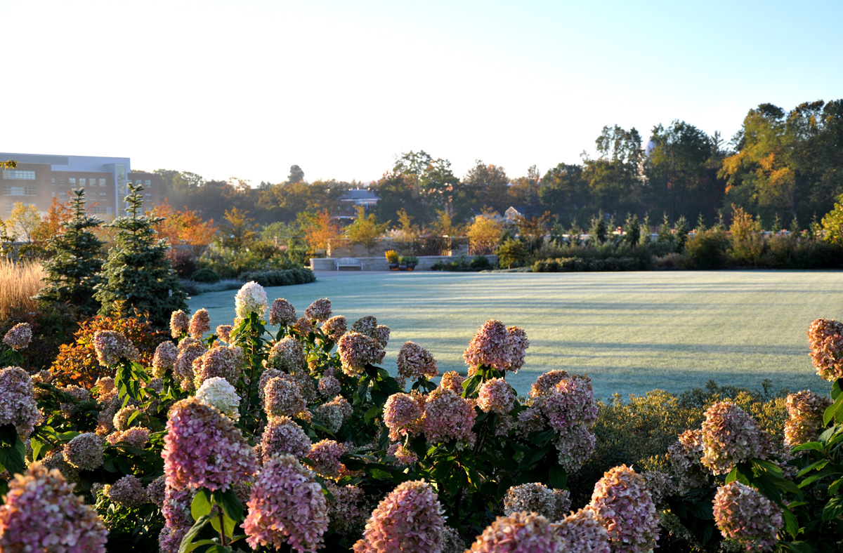 Hydrangeas at first frost