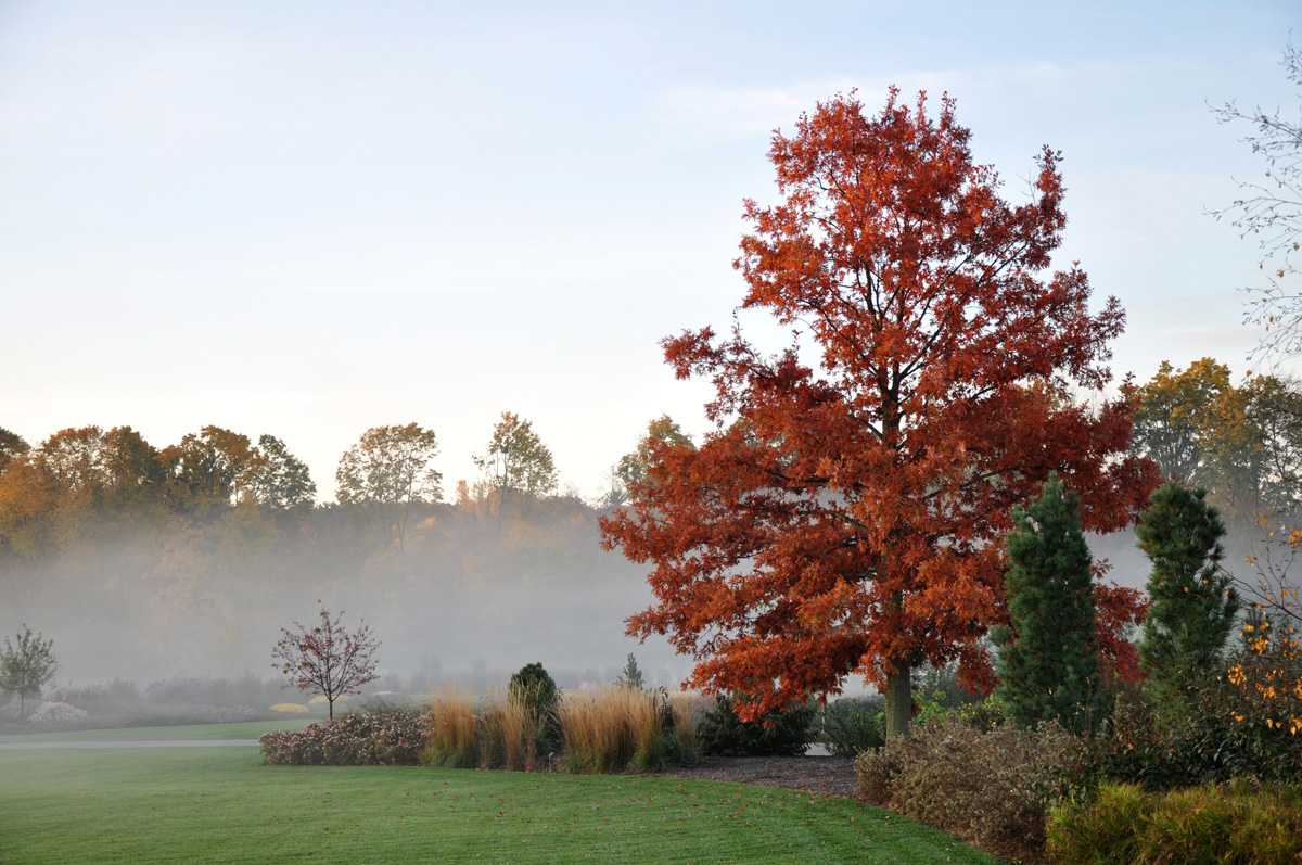 2010-10-26---Holser-Oak-foggy-fall-morning---A.-Gapinski
