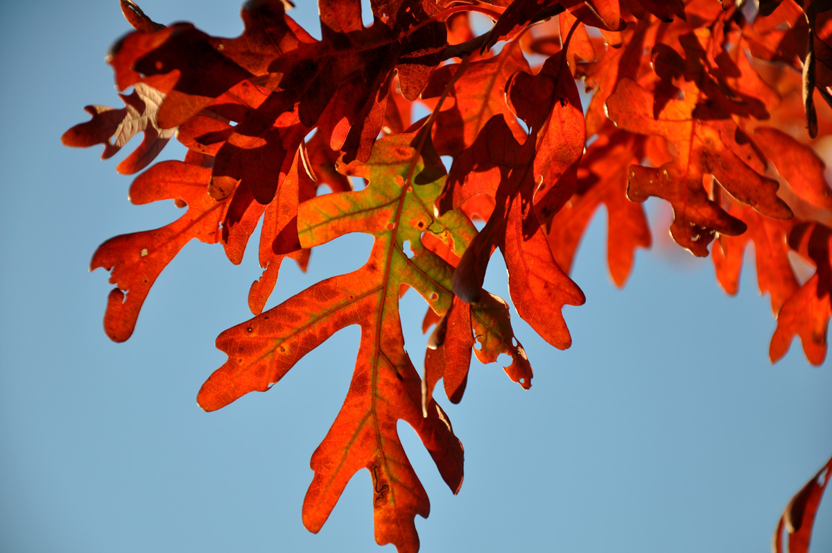 2010-10-26---Hosler-Oak-fall-foliage-close-up---A.-Gapinski