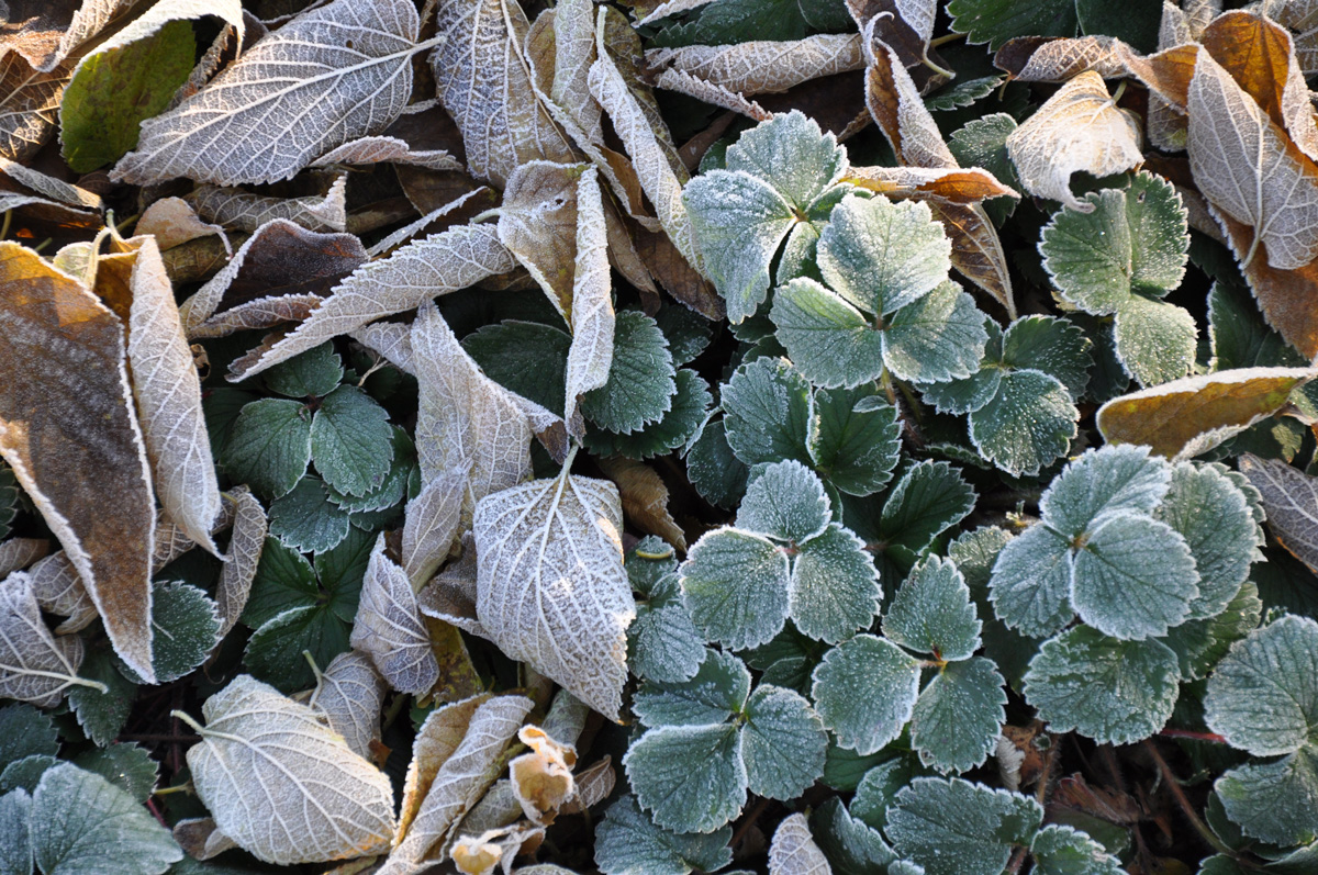 Morning frost on fallen leaves (strawberry plant)