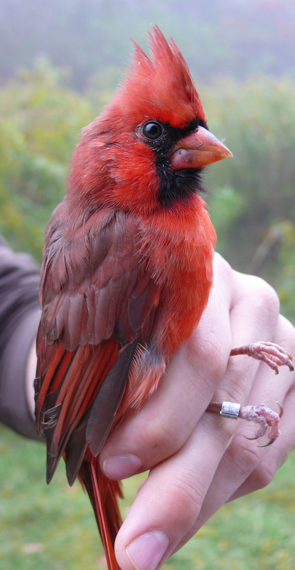 2011-10-01-Northern-Cardinal-avian-education-banding-Kerlin