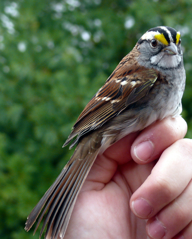 2012-10-25-White-throated-Sparrow-Kerlin