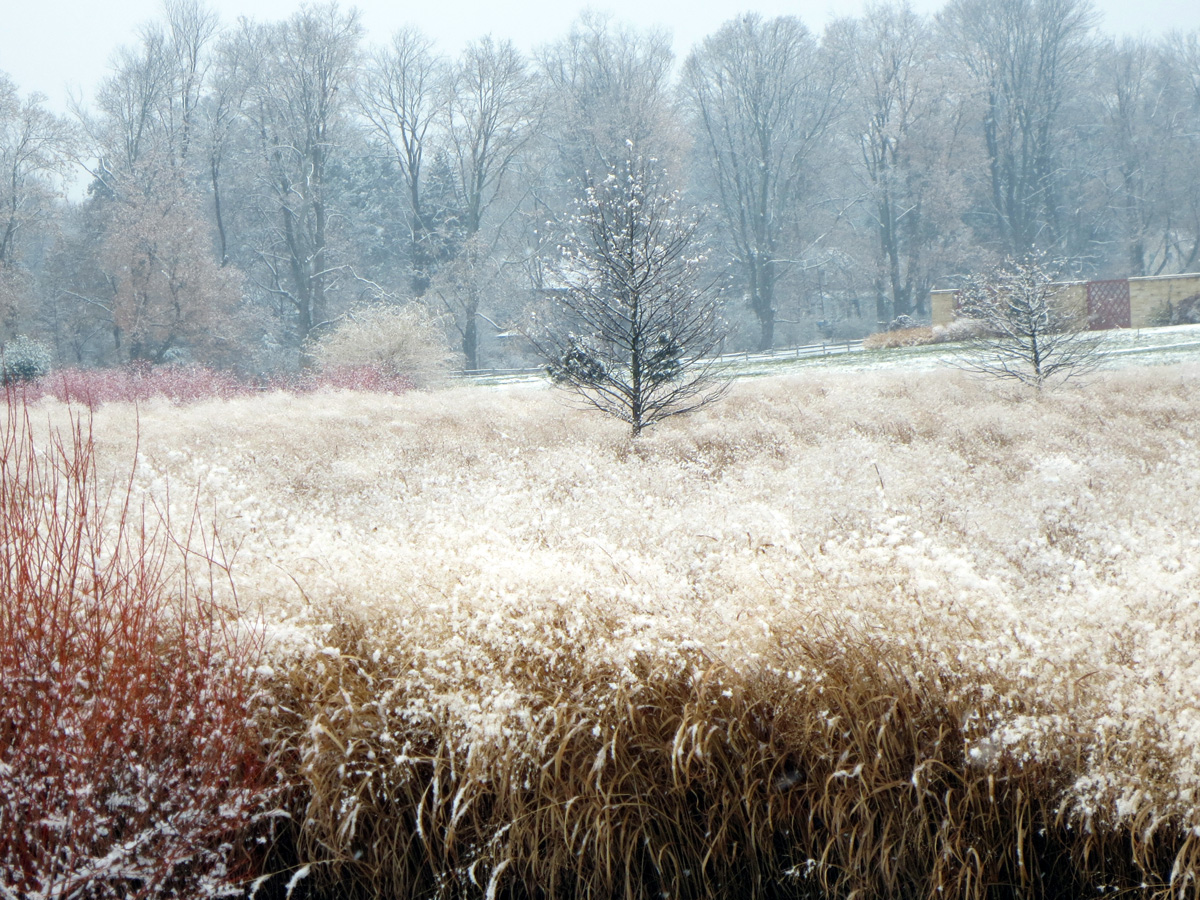 2012-11-27---Marsh-Meadow-Switch-Grass-with-snow---C.-Kennedy