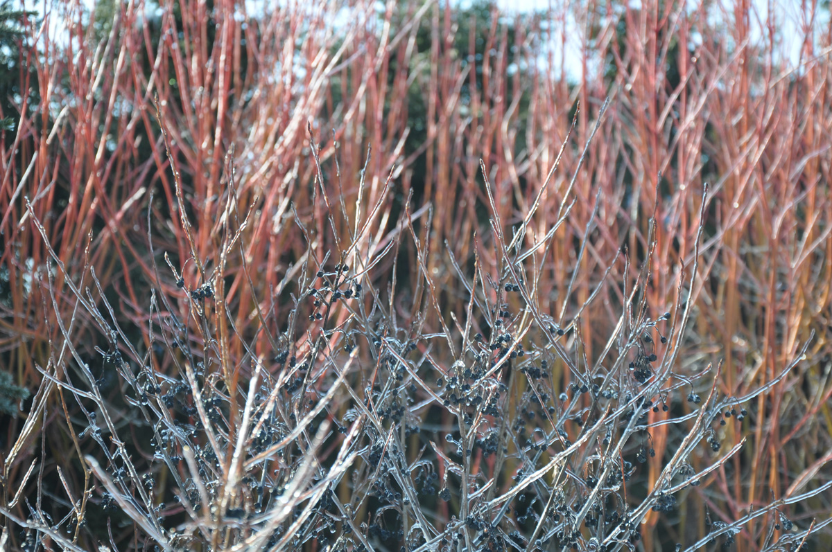 Icy morning with Photinia melanocarpa 'Autumn Magic' in Strolling Garden
