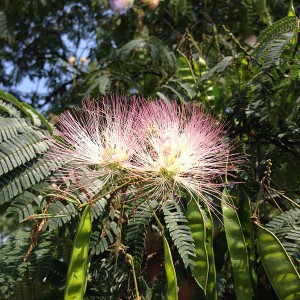 Albizia julibrissin foliage, flowers and immature fruits in Ewing, New Jersey o