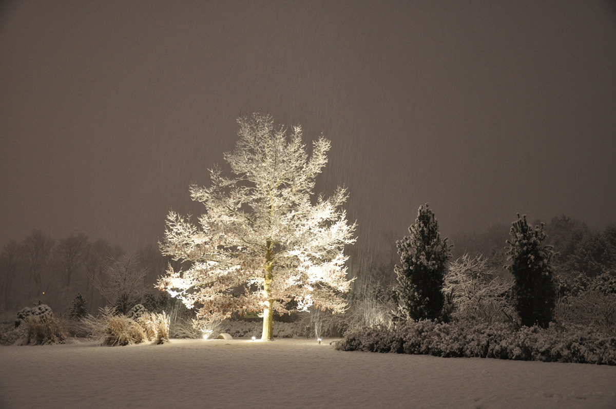 Hosler Oak in snow at nightfall