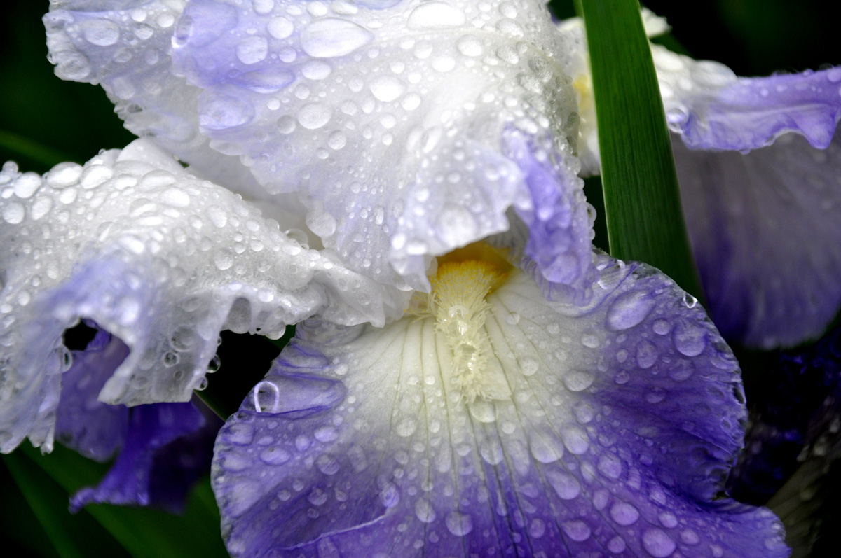 Iris 'Clarence' bloom in rain