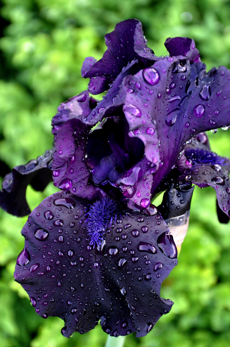 Iris 'Hello Darkness' flower after rain