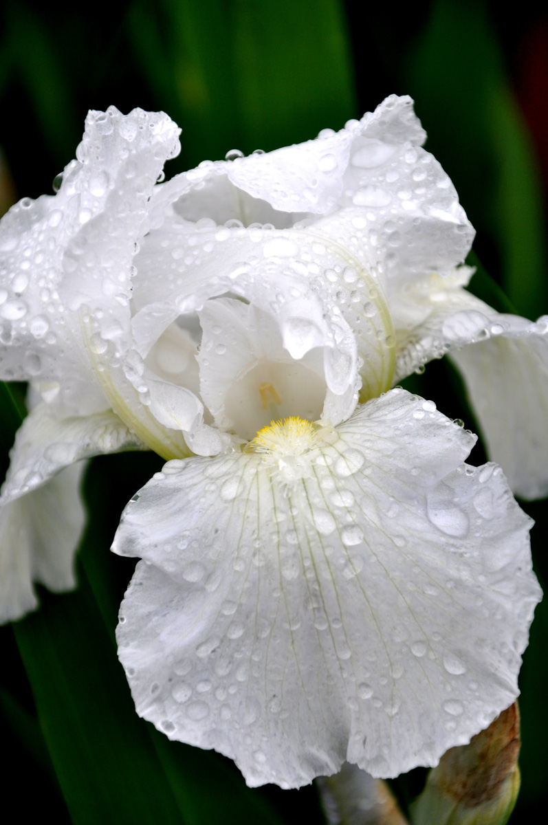 Iris 'Immortality' Bloom in rain 2011-05-17
