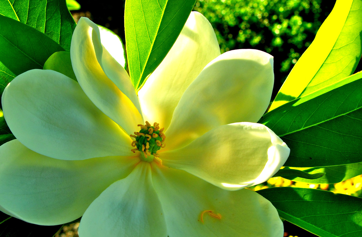Magnolia-virginiana---flower,-back-lit---2011-06-05---M.-Moss