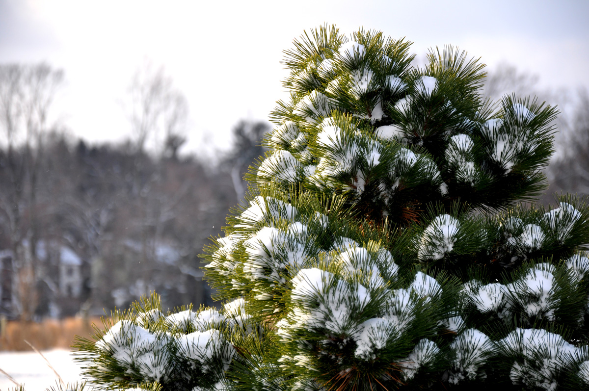 Pinus thunbergii 'Banshosho' in snow