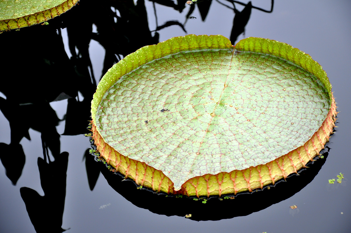 Victoria-cruziana---leaf---2011-08-15---A.-Gapinski