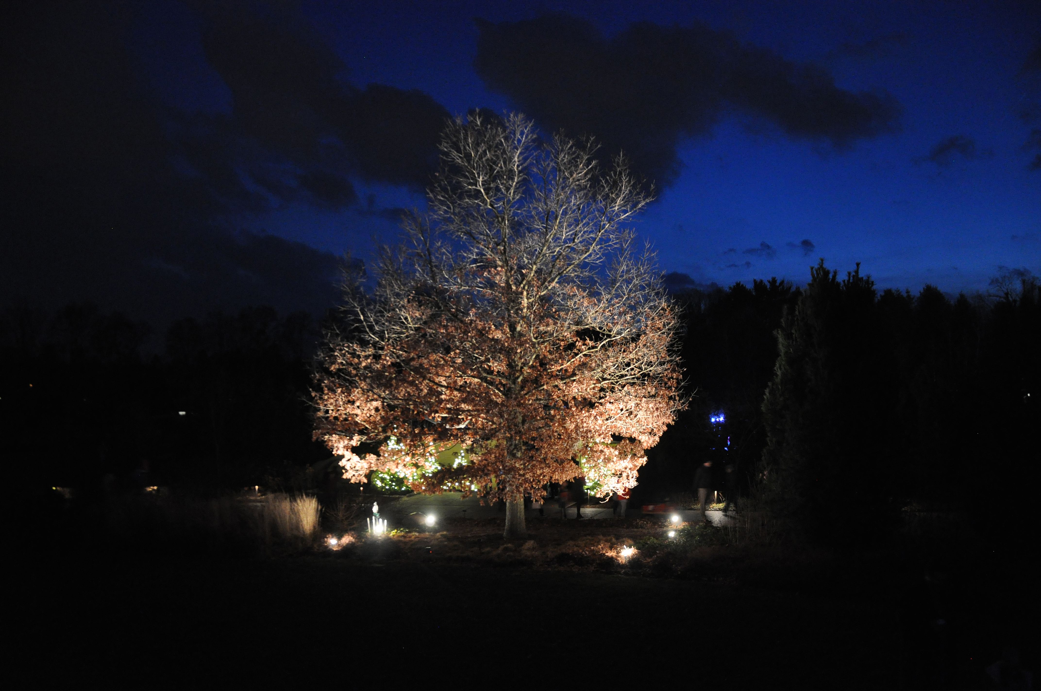12 11 2015 - Hosler Oak during 2015 Winter Celebration - skedelson