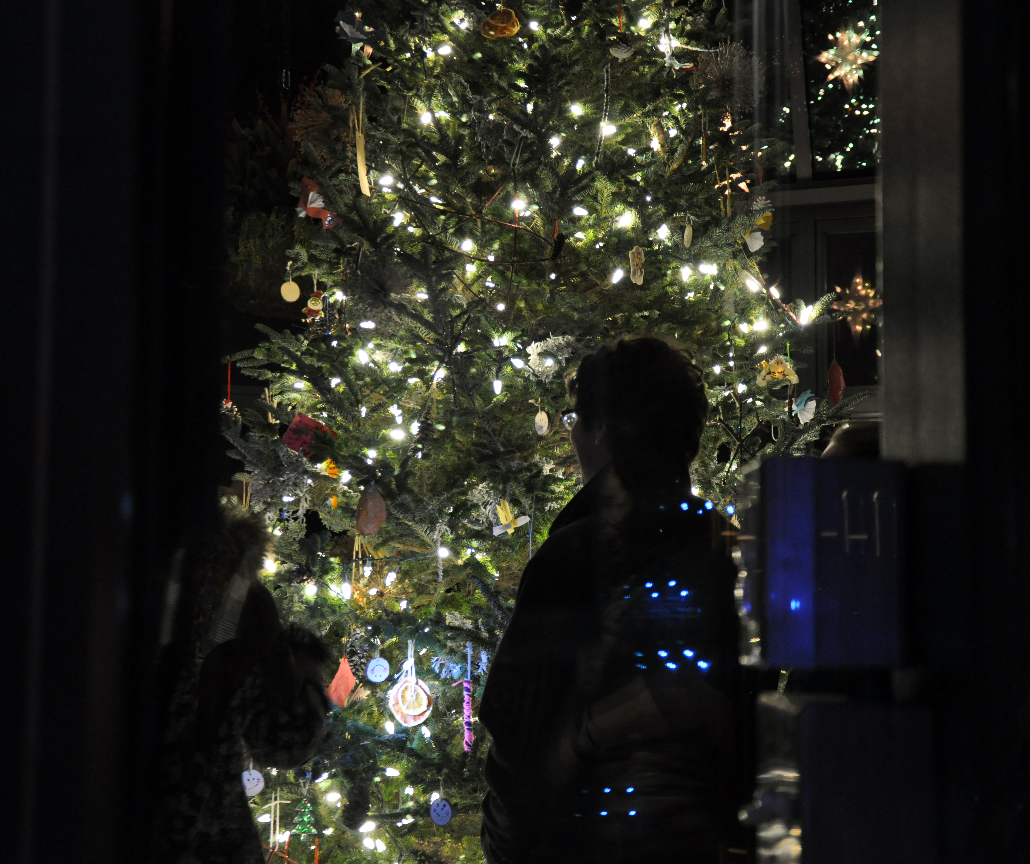 12 11 2015 - Visitor gazing at tall fir in Glass House #1 - kkreeder