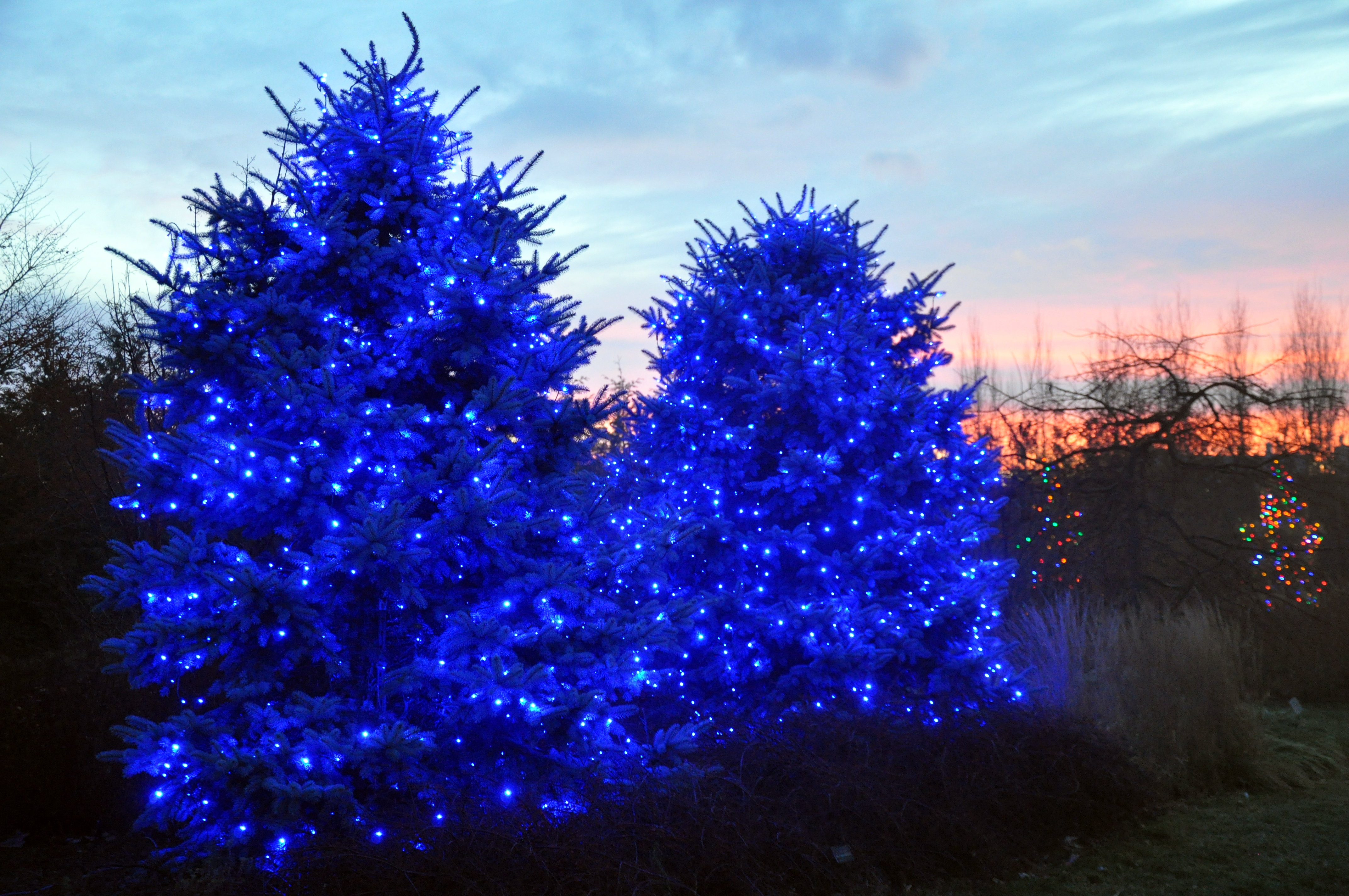 12 2015 - Lighted trees on Strolling Garden path