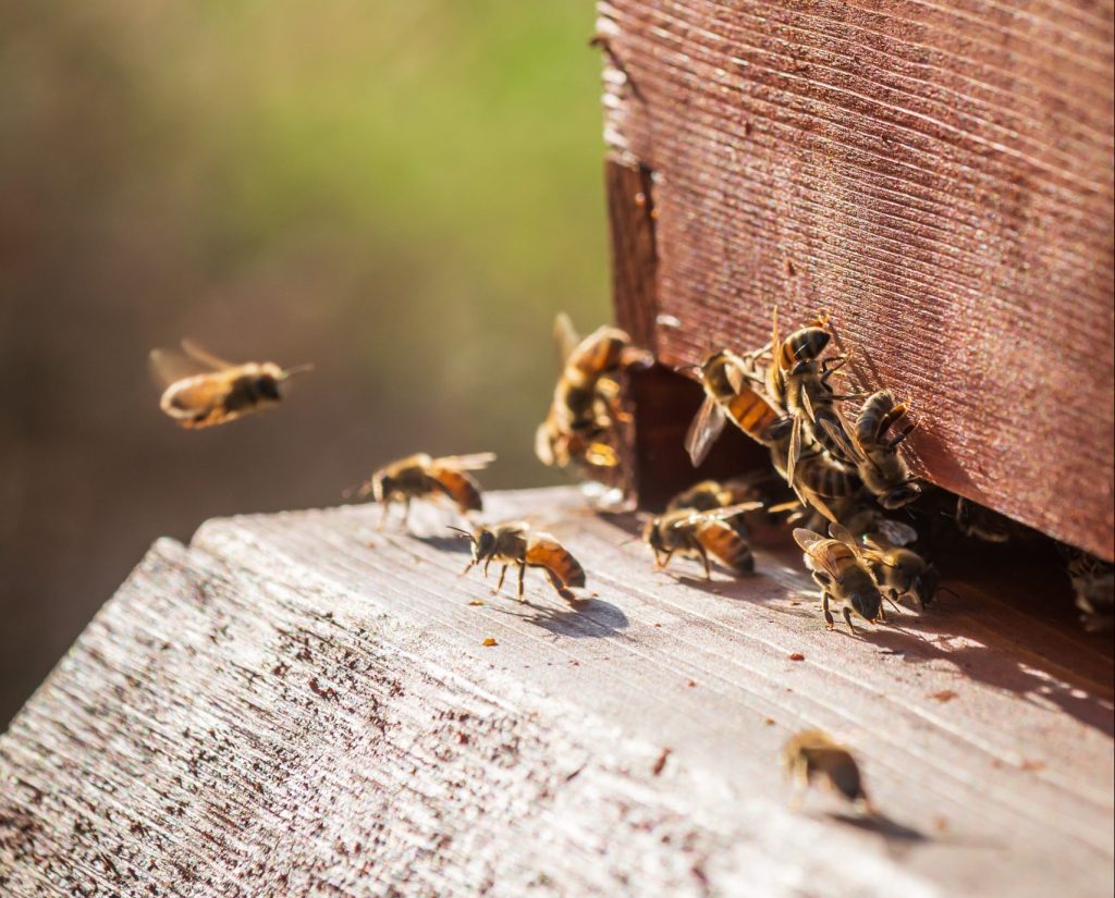 honey bees entering artificial nest