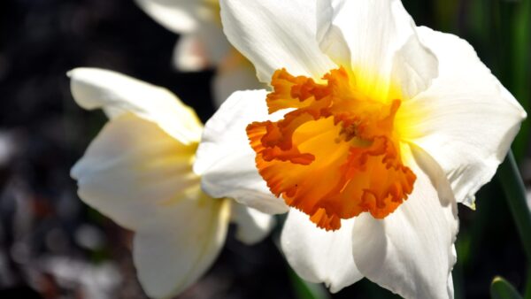 close-up of white and yellow flower