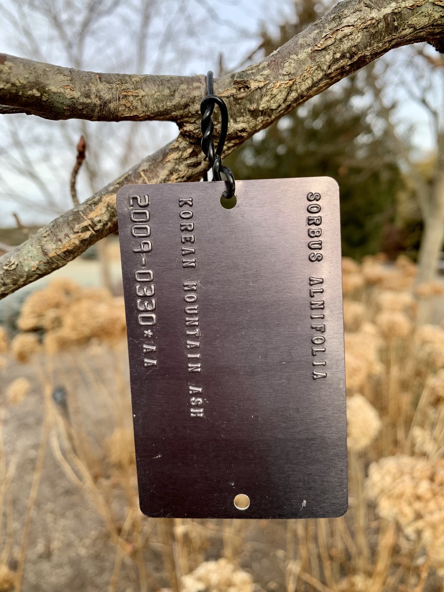 plant identification tag hanging from tree branch