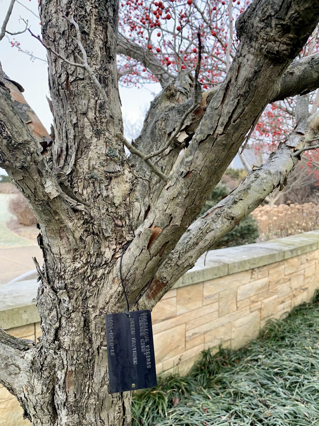 plant tag hanging from large tree branch