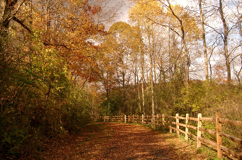 Walking trail beside a fence surrounded by trees