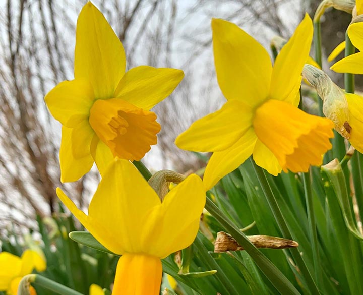 Cyclamineus daffodil (Narcissus ‘Jetfire’)