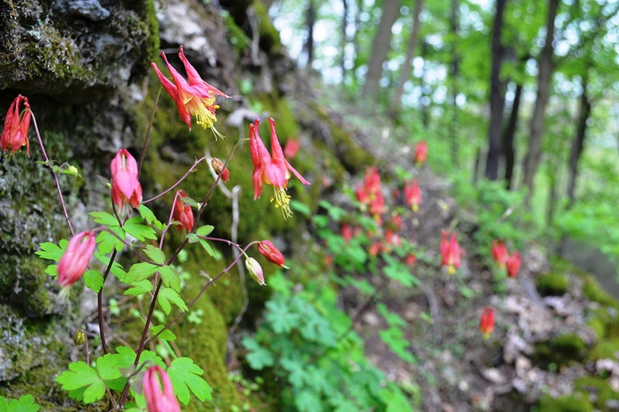 Pink flowers in a natural environment