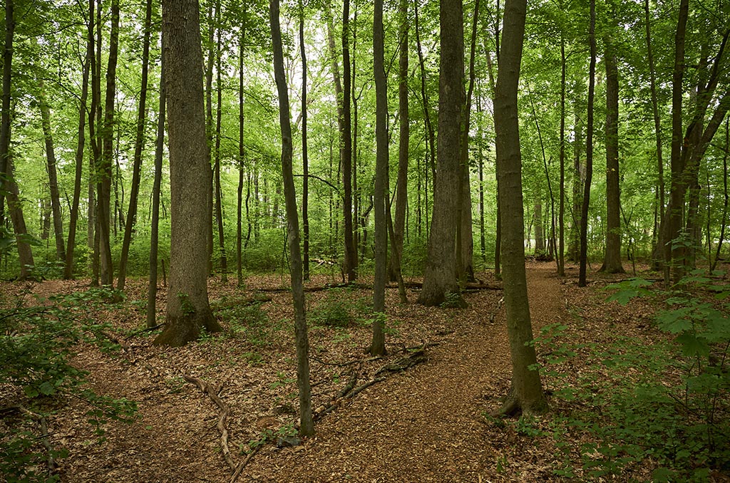 Dense woods with large and small trees