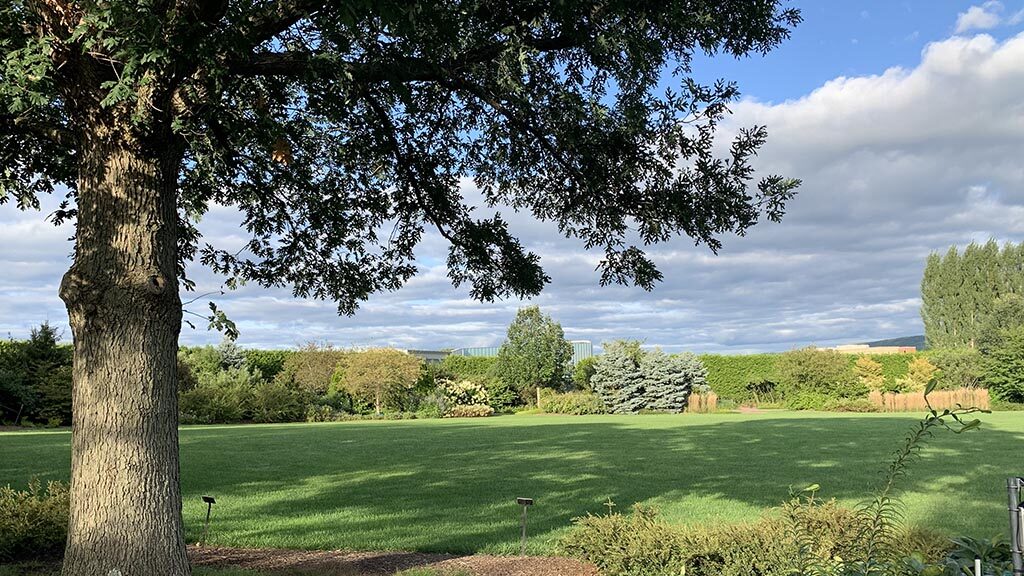 large oak tree and green lawn