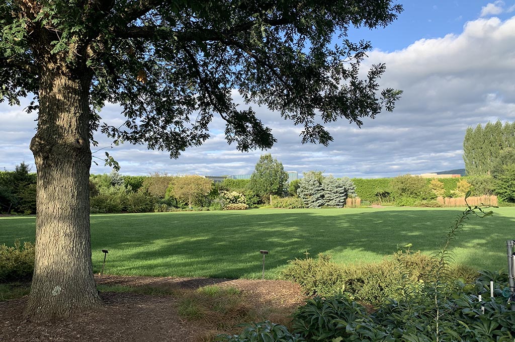 large oak tree and green lawn