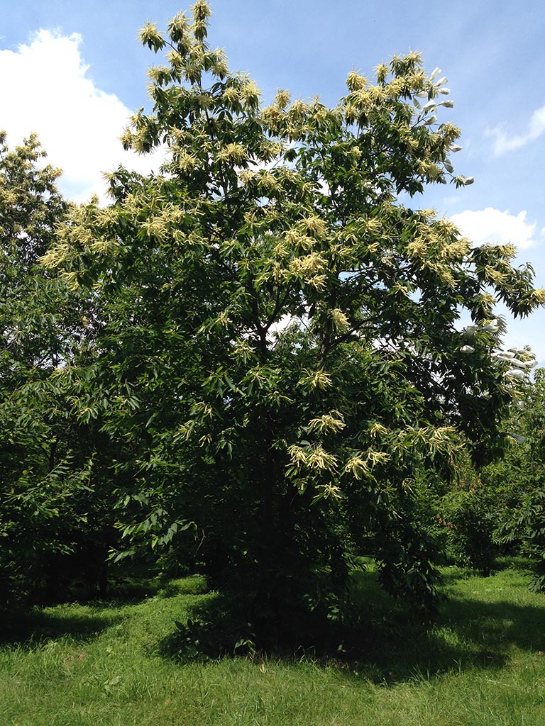 large chestnut tree