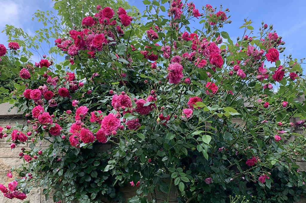 Rose and Fragrance Garden