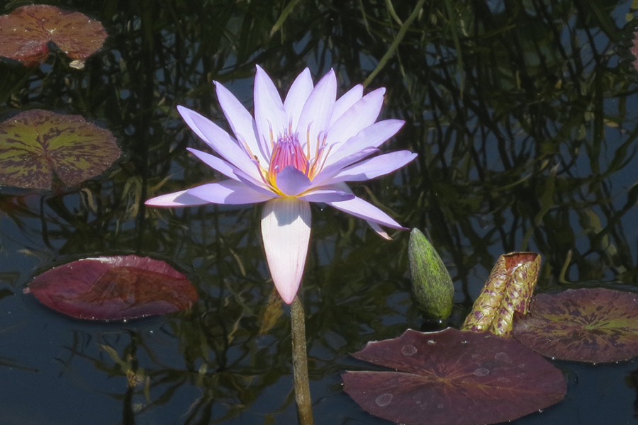 Oasis Garden Bloom