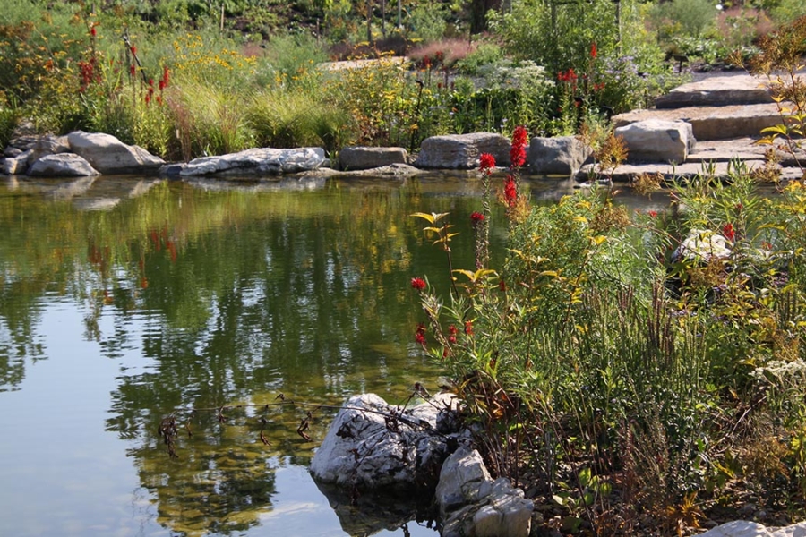 Pollinator and Bird Garden