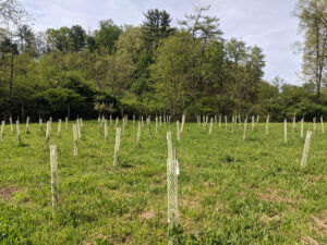 poplar saplings in protective mesh