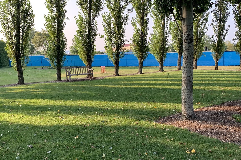 Row of poplar trees and a pedestrian bench