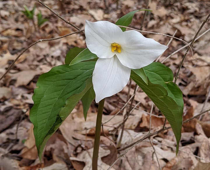 White trillium, Trillium grandiflorum, one of the wildflowers that has been planted along the Gerhold Wildflower Trail. 