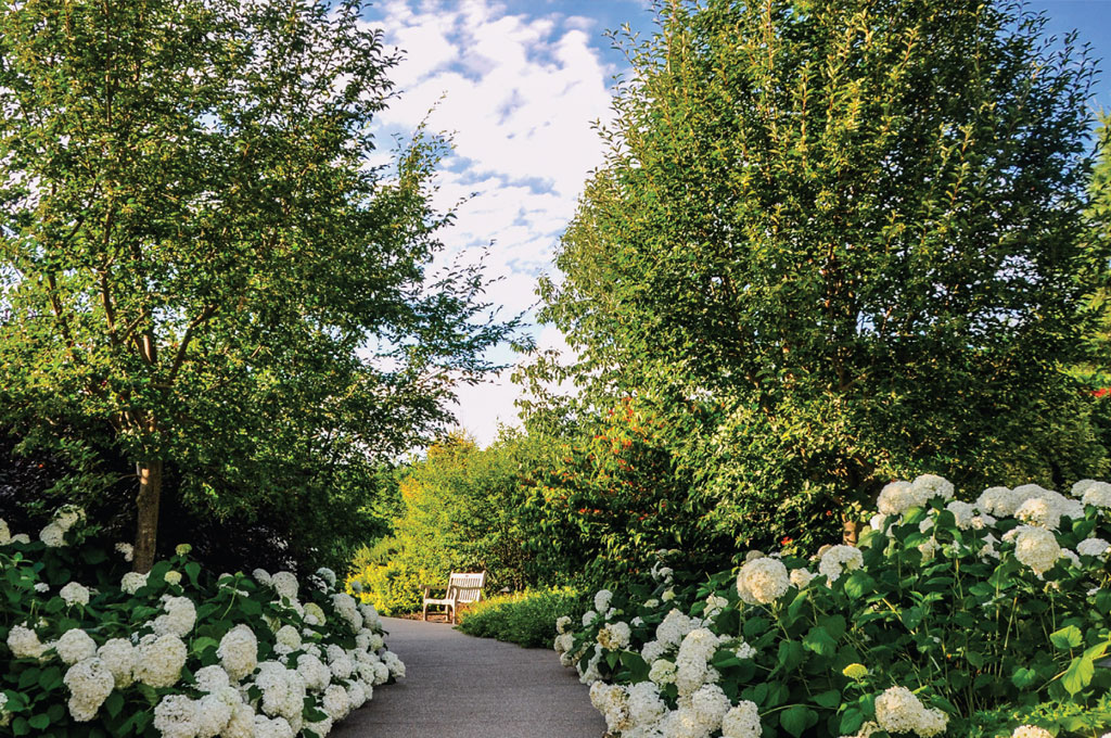 walkway surrounded by flowers and trees