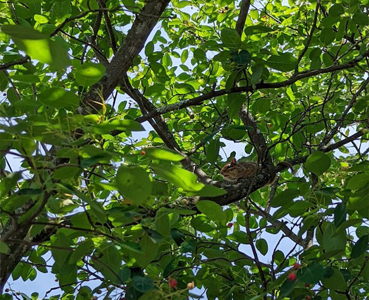 A chipmunk in a serviceberry tree