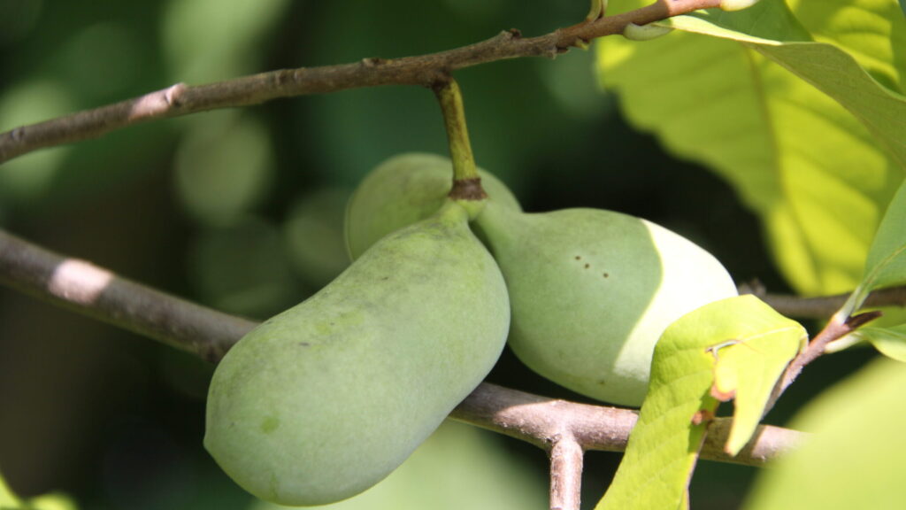 Asimina triloba (pawpaw)