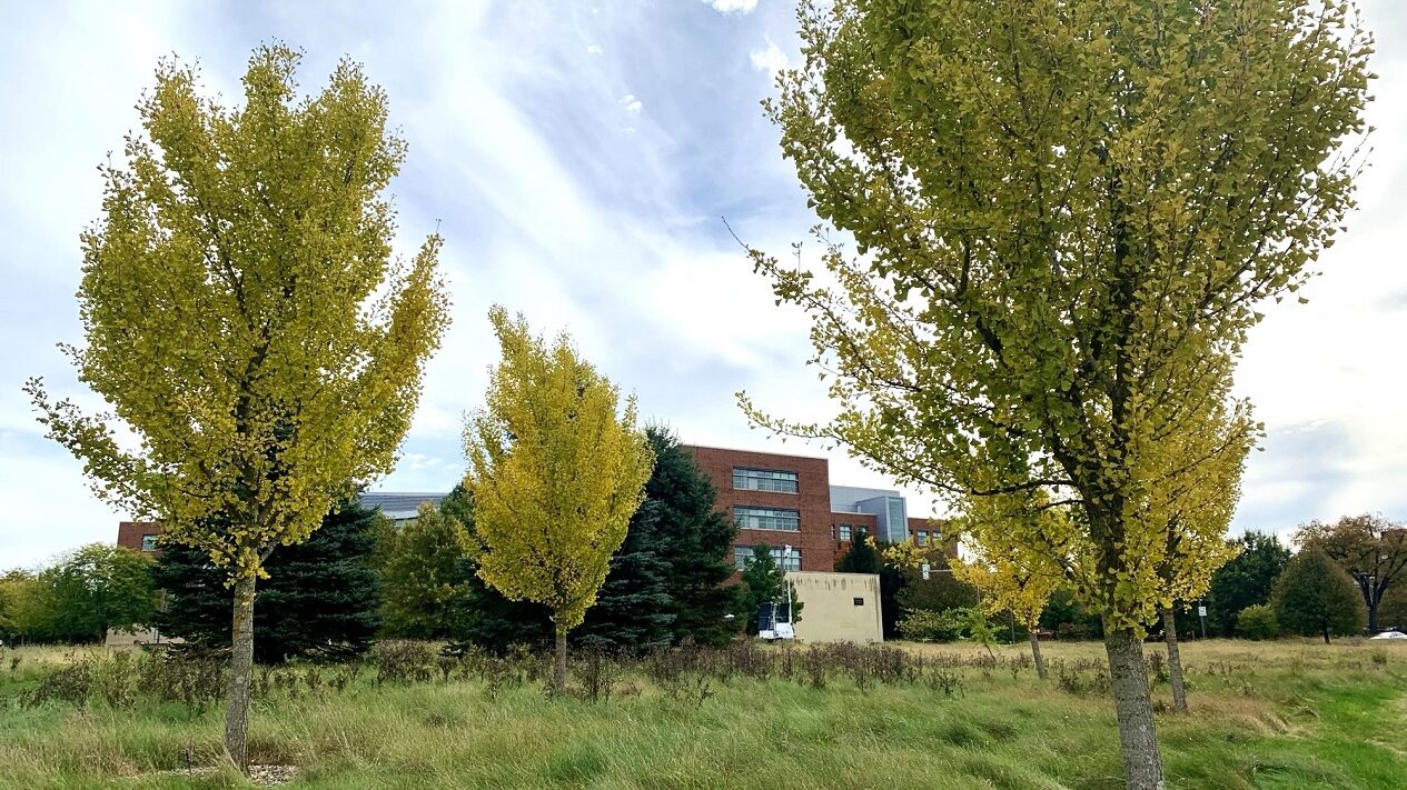 Ginkgo trees showing the beginning of fall color