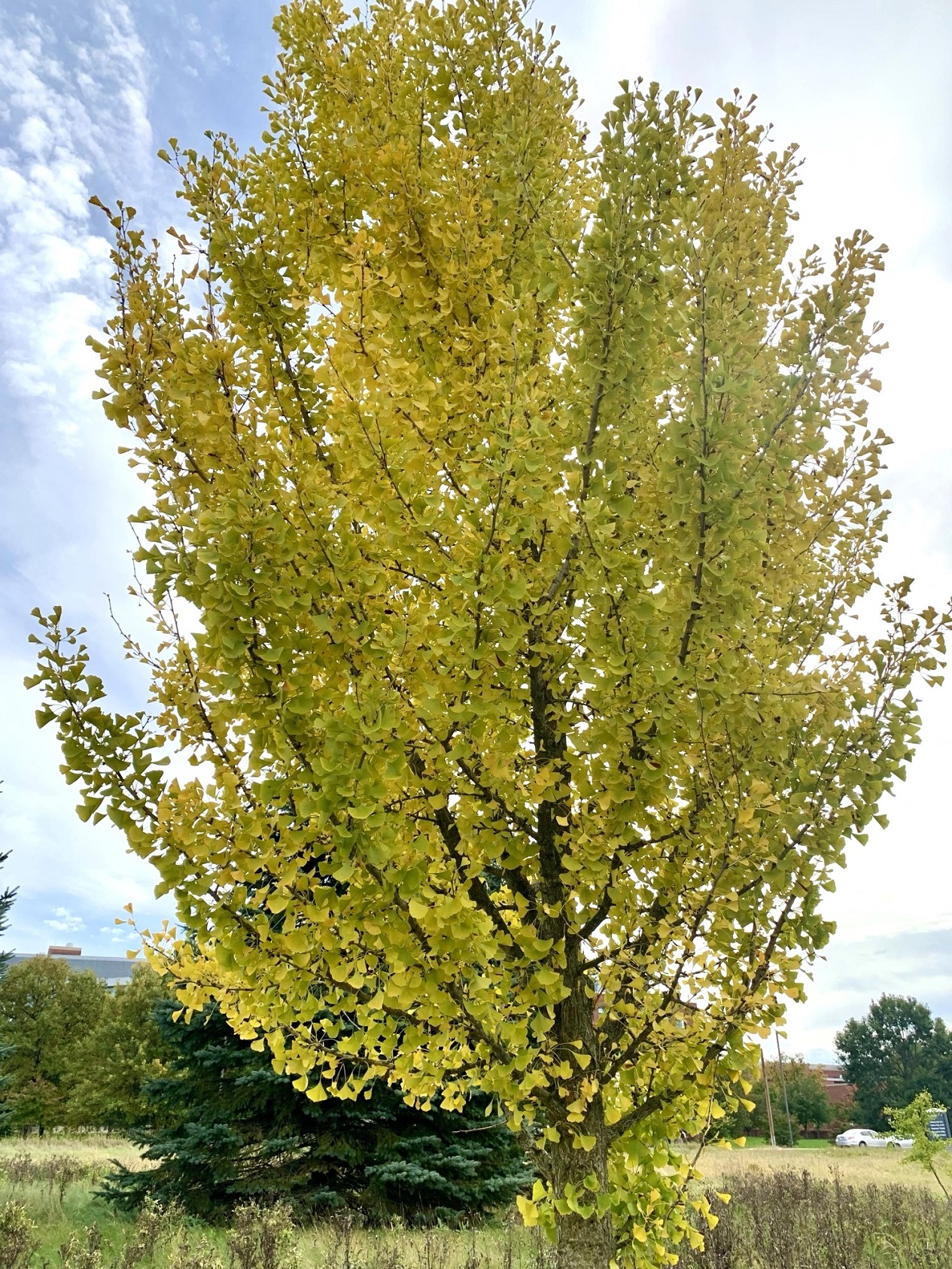 Ginkgo tree